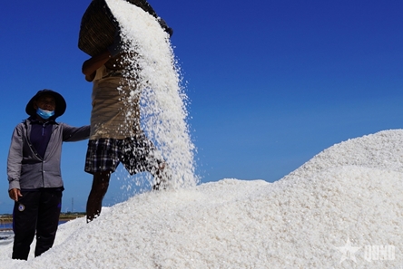 Salt farmers enter harvest season